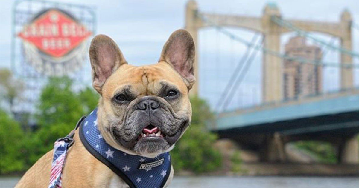 Dog Friendly Places in Minneapolis Meet Minneapolis Meet Minneapolis